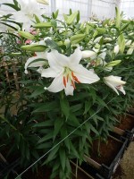 [5270 Siberia EVR No02.JPG]